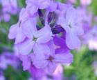 Violets, ένα καλλωπιστικό φυτό με άνθη που χρησιμοποιούνται σε κήπους
